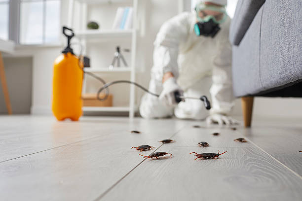 Affordable Termite Control solutions in Fairview, NC